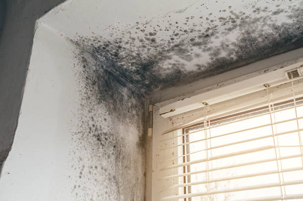 Affordable Mold Cleanup solutions in Framingham, MA